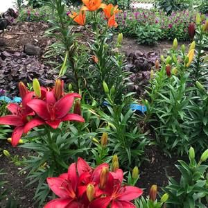 Meet your Posher, Dung